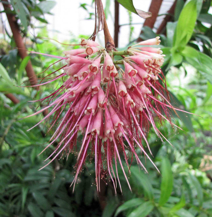 릴리필리 - Lilly Pilly, Syzygium wilsonii