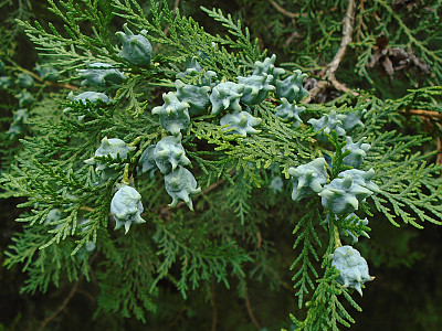 측백나무 사진 - Thuja orientalis L. Photos