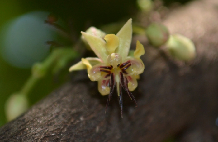 카카오 - Cacao tree, cocoa tree, Theobroma cacao