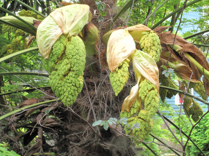 당종려 - Chinese windmill palm, windmill palm, Chusan palm, Trachycarpus fortunei