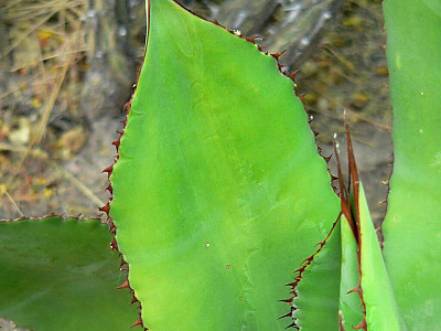 아가베 보비코르누타 사진 - Agave bovicornuta Photos