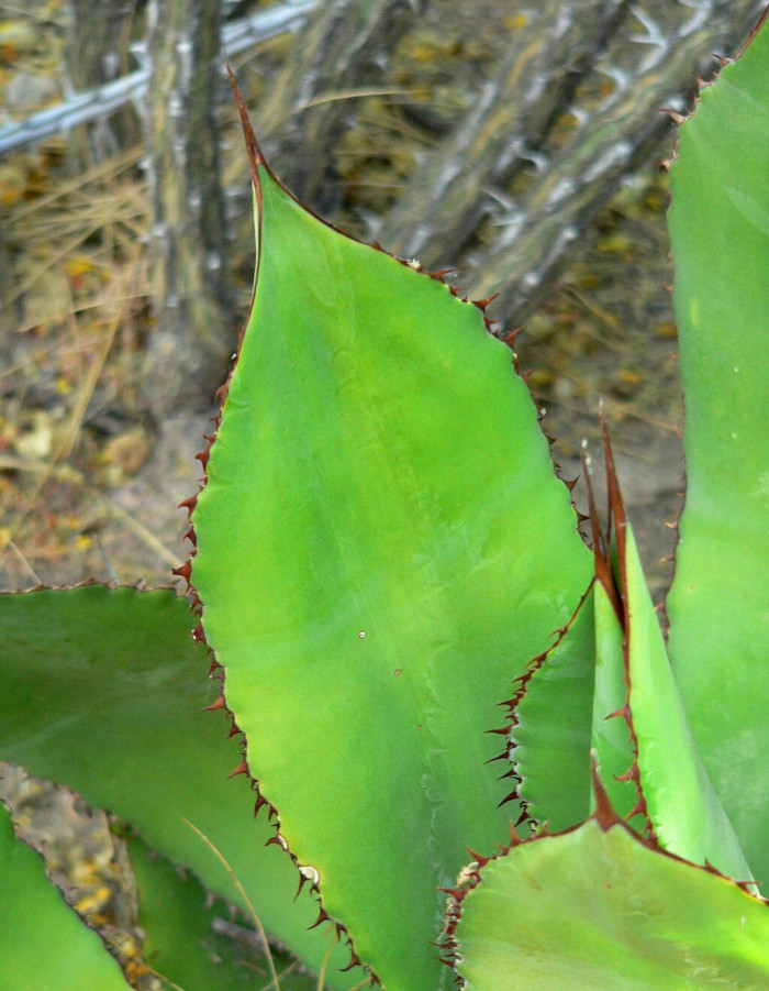 아가베 보비코르누타 - Agave bovicornuta