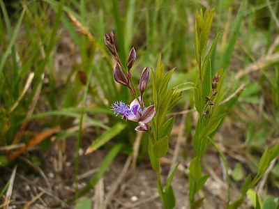 두메애기풀 사진 - Polygala sibirica L. Photos