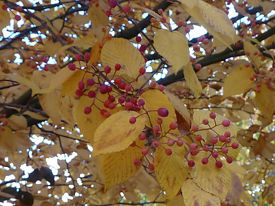 팥배나무 사진 - Sorbus alnifolia (Siebold & Zucc.) K.Koch Photos