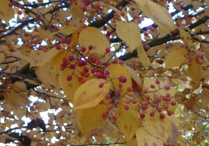팥배나무 - Korean mountain ash, Sorbus alnifolia (Siebold & Zucc.) K.Koch