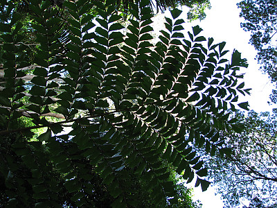 물고기꼬리야자 사진 - Caryota gigas Photos
