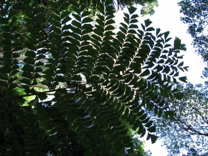 물고기꼬리야자 - Giant fishtail palm, Fishtail palms, Thai fishtail palm, Thai Giant Caryota, Caryota gigas