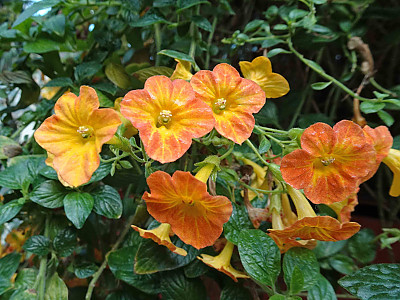 마멀레이드부시 사진 - Streptosolen jamesonii Photos