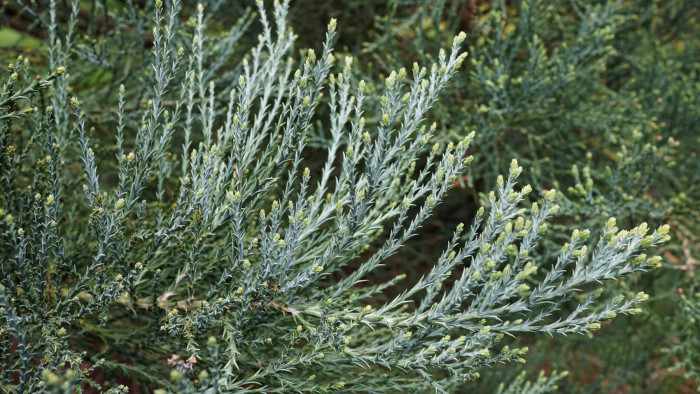 자이언트 세콰이어 - Giant Sequoia, Sequoiadendron giganteum