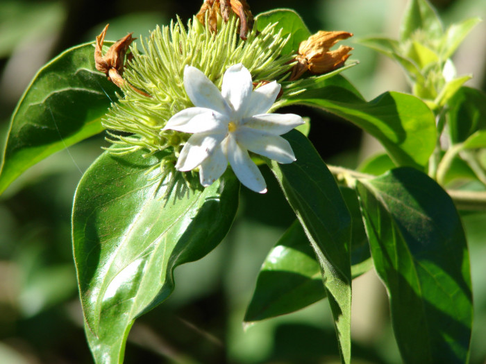 스타자스민 - star jasmine, winter jasmine, Indian jasmine, downy jasmine, Jasminum multiflorum