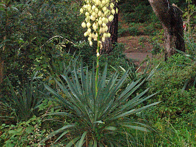 유카 사진 - Yucca gloriosa L. Photos