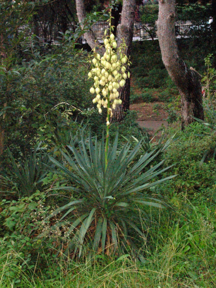 유카 - Yucca gloriosa L.