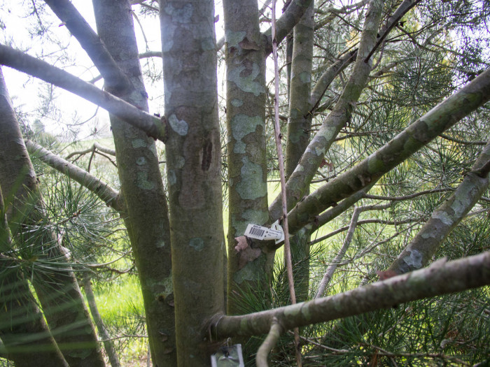 백송 - ㅌ, Pinus bungeana Zucc. ex Endl.
