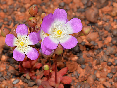 칼란드리니아 사진 - Calandrinia spp. Photos