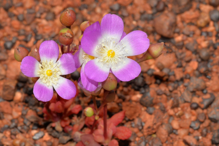 칼란드리니아 - Calandrinia spp.