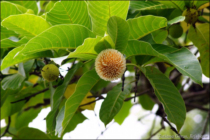 방칼 - Bangkal, Bur tree, canary wood, Leichhardt pine, yellow cheesewood, Nauclea orientalis