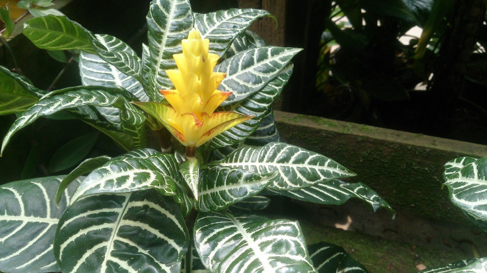아펠란드라 - Aphelandra squarrosa
