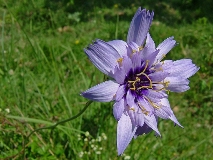 카타난체 - Catananche Caerulea