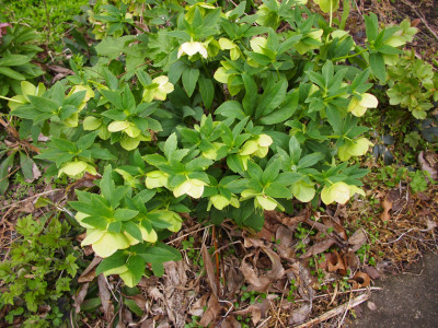 크리스마스로즈 사진 - Helleborus niger L. Photos