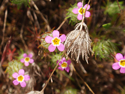 아기별꽃 사진 - Leptosiphon bicolor Photos