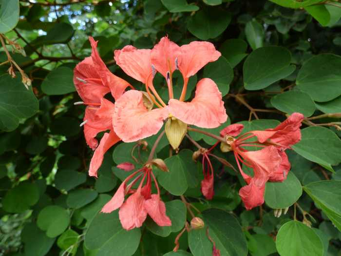붉은난초나무 - Pride of De Kaap, Orchid Tree, Red Bauhinia, Nasturtium Bauhinia, African Plume, Red Orchid Bush, Bauhinia Galpinii