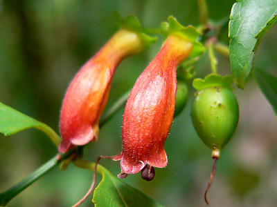 할레리아 루시다 사진 - Halleria lucida L. Photos