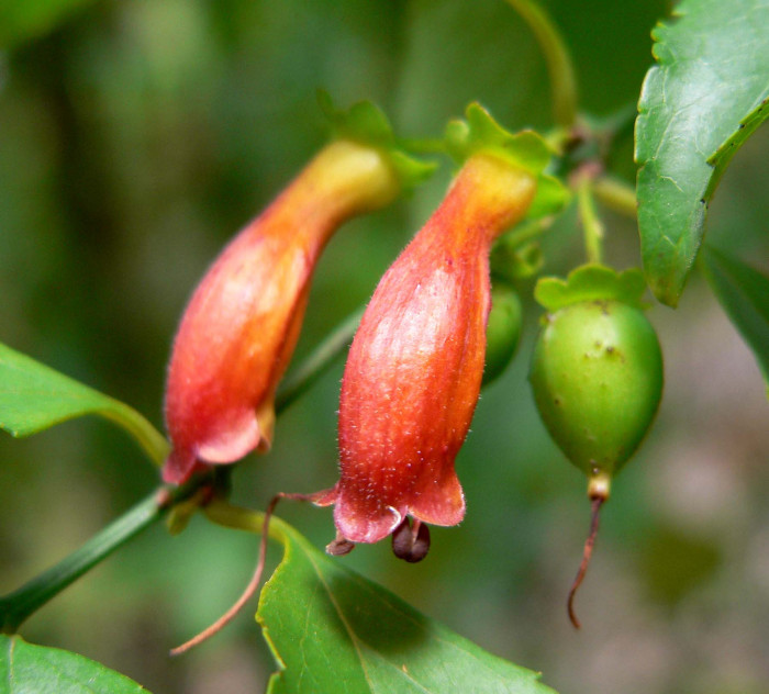 할레리아 루시다 - Tree fuchsia, UmBinza, Notsung, Halleria lucida L.