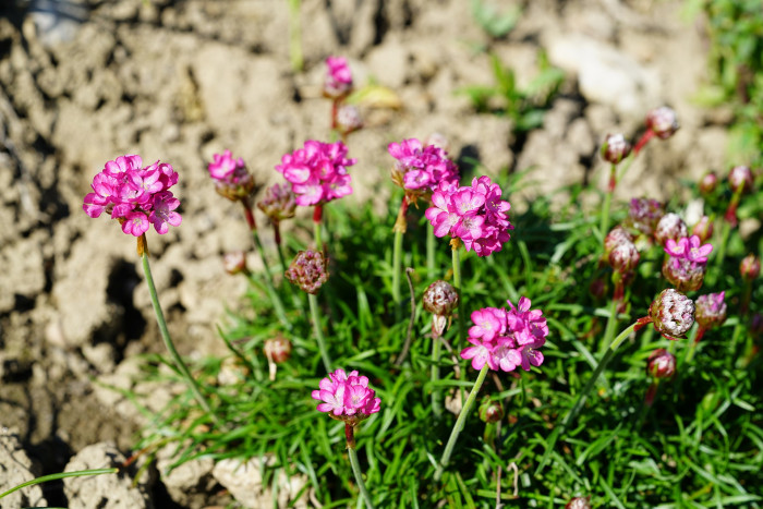 너도부추 - sea thrift, sea pink, Armeria maritima