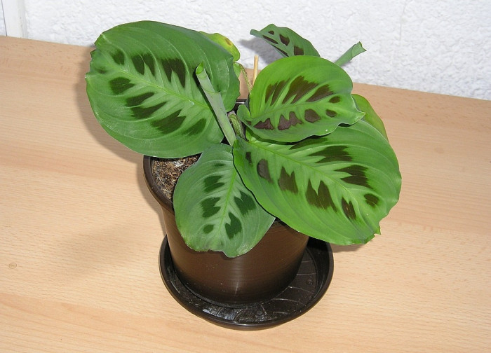 마란타 - Maranta