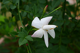 스페인 자스민 - Jasminum grandiflorum