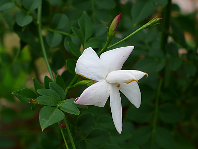 스페인 자스민 사진 - Jasminum grandiflorum Photos