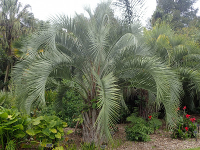 뷰티아 에리오스파타 사진 - Butia eriospatha Photos