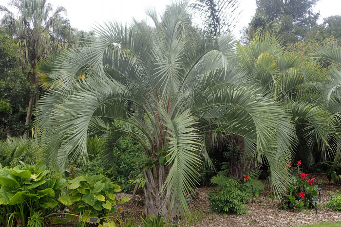 뷰티아 에리오스파타 - wooly jelly palm, Butia eriospatha
