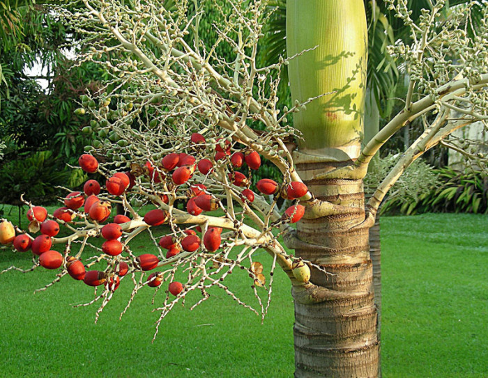 크리스마스야자 - Christmas palm, Manila palm, Adonidia merrillii