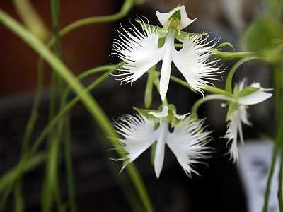 해오라비난초 사진 - Habenaria radiata (Thunb. ex Murray) Spreng. Photos
