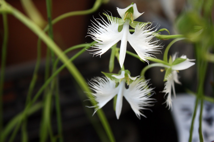 해오라비난초 - Bird flower, Habenaria radiata (Thunb. ex Murray) Spreng.