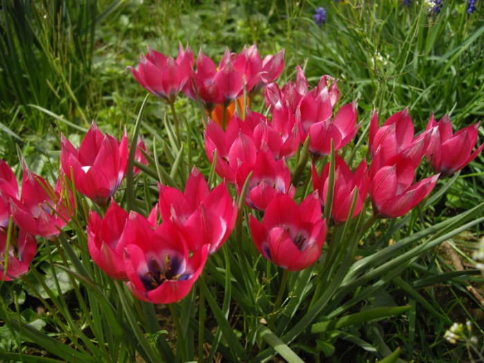 튤립 - Tulip, Tulipa gesneriana