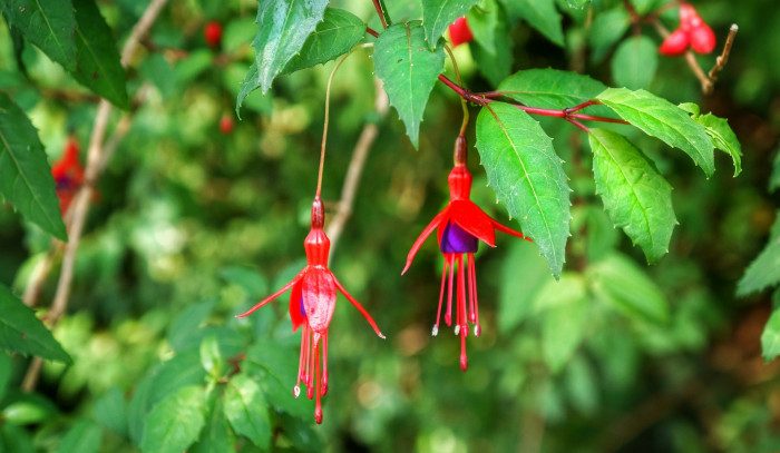 후쿠시아 - Common garden fuchsia, Fuchsia spp.