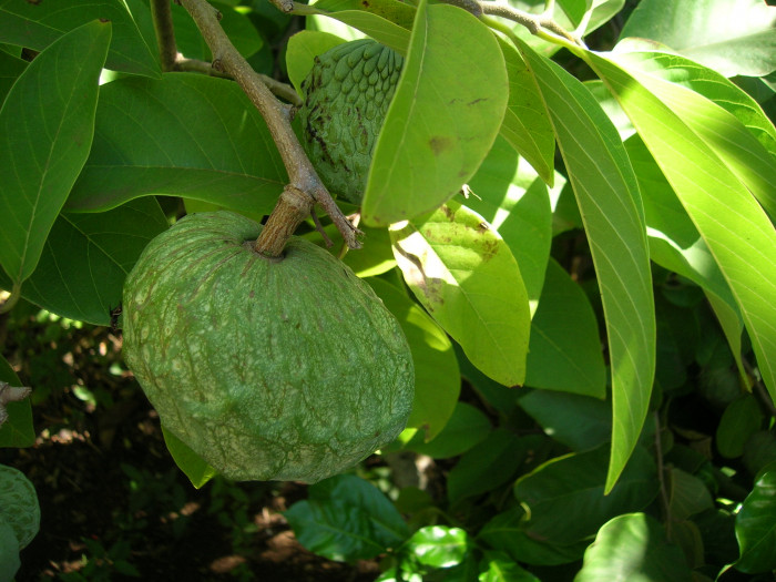 슈가애플 - Annona Squamosa