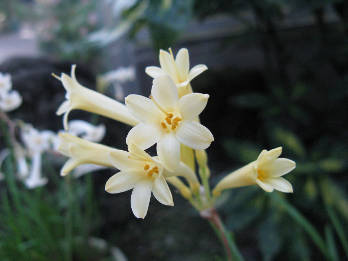 키르탄서스 - Ifafa Lily, Cyrtanthus mackenii