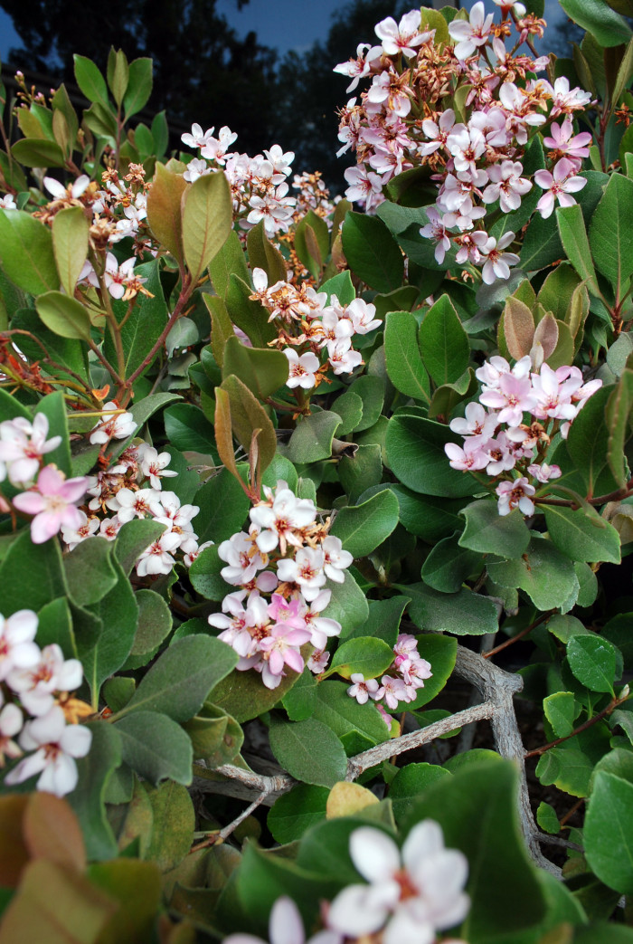 다정큼나무 - Rhaphiolepis indica (L.) Lindl. var. umbellata (Thunb.) Ohashi