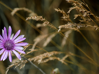 엑서란테멈 사진 - Xeranthemum annuum Photos