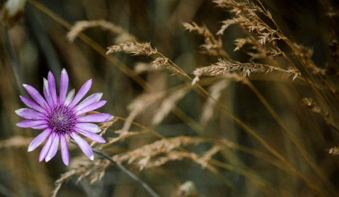 엑서란테멈 - annual everlasting, immortelle, Xeranthemum annuum