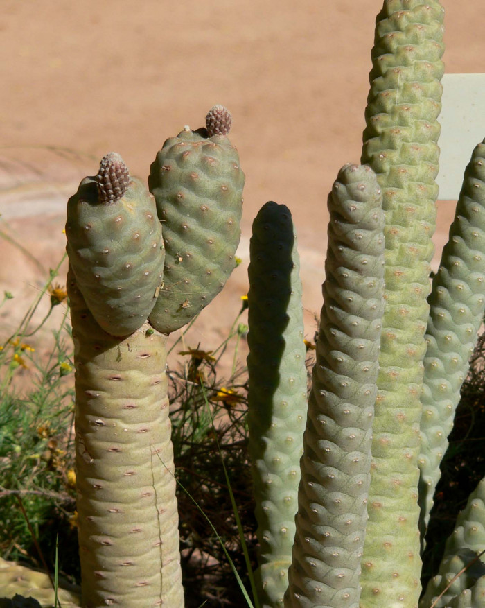 송립선 - Tephrocactus articulatus