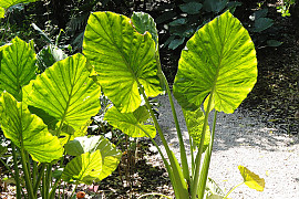 콜로카시아 마크로리자 - Colocasia macrorrhiza