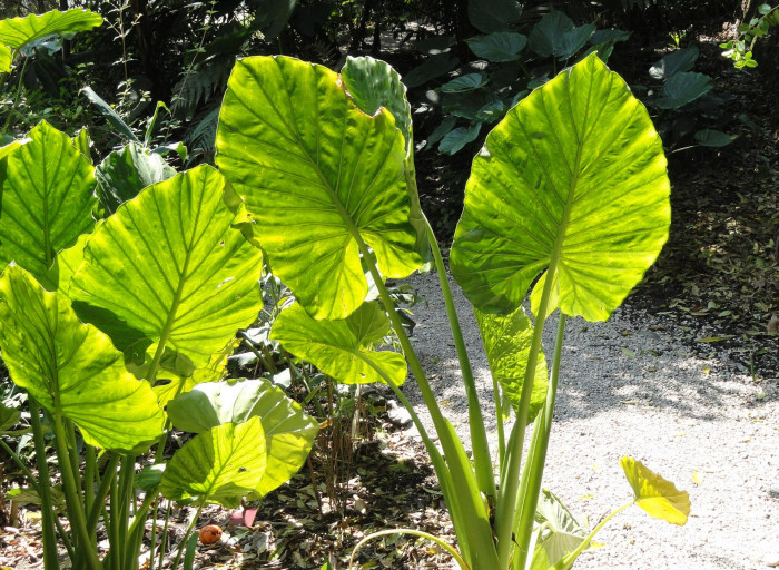 콜로카시아 마크로리자 - Elephant Ear, Colocasia macrorrhiza