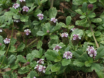 쿠라피아 사진 - Phyla nodiflora (L.) Greene Photos