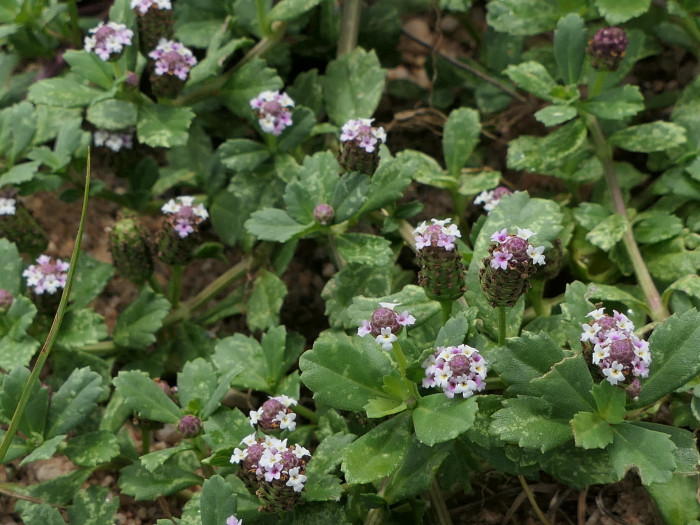 쿠라피아 - Frog fruit, Sawtooth fogfruit, Turkey tangle, Phyla nodiflora (L.) Greene