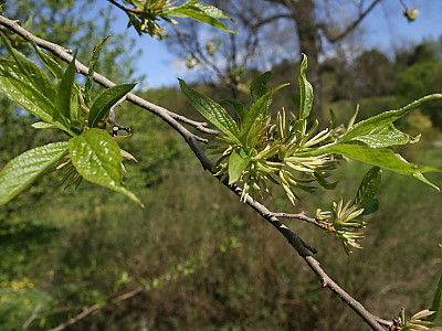 두충 사진 - Eucommia ulmoides Oliv. Photos