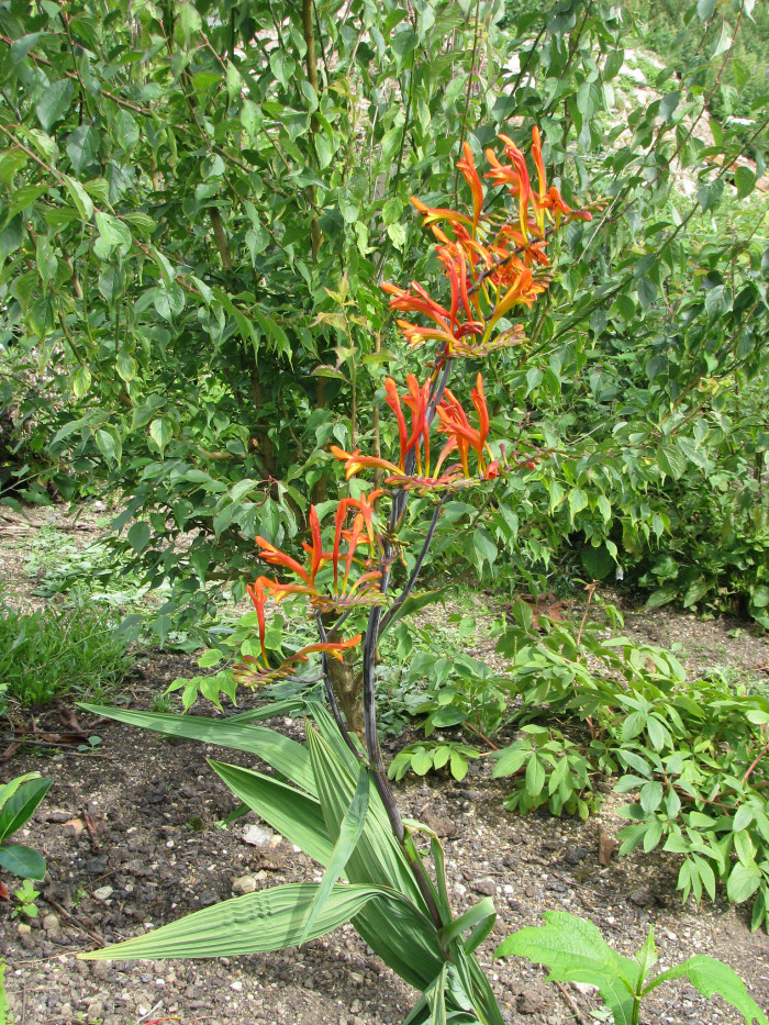 크로커스미아 - Aunt Eliza, Crocosmia paniculata